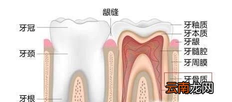 图解 牙齿的结构