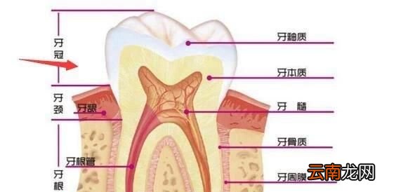 图解 牙齿的结构