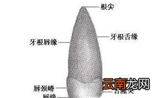 图解 牙齿的结构