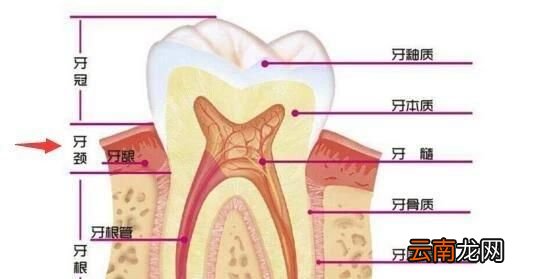 图解 牙齿的结构
