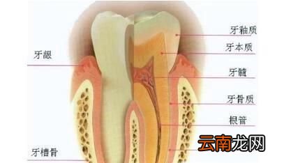 图解 牙齿的结构