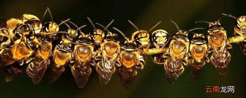 什么是隧蜂的天敌