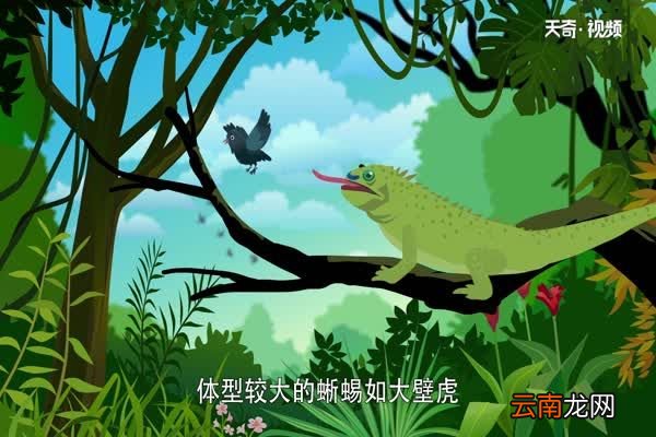 蜥蜴吃什么 蜥蜴以什么为食