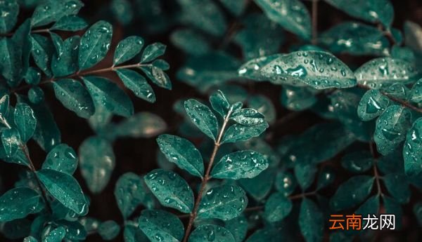 春夜喜雨的中心思想是什么 春夜喜雨的主旨是什么