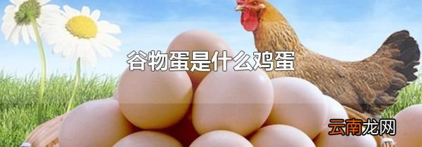 谷物蛋是什么鸡蛋