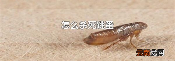 怎么杀死跳蚤
