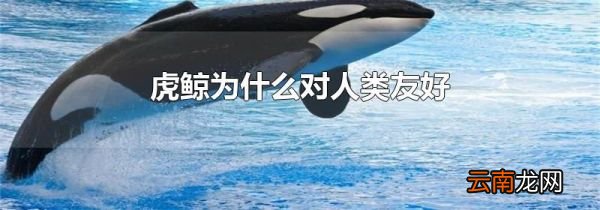 虎鲸为什么对人类友好