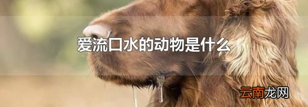 爱流口水的动物是什么