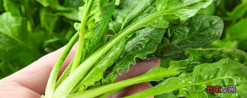 菠菜怎样榨汁