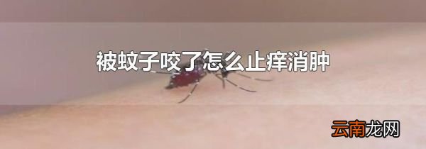 被蚊子咬了怎么止痒消肿