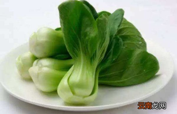 糖菜和油菜的区别 糖菜和油菜的区别在哪