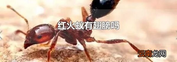 红火蚁有翅膀吗