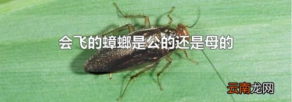 会飞的蟑螂是公的还是母的