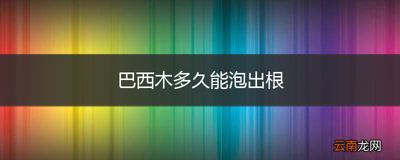 巴西木多久能泡出根