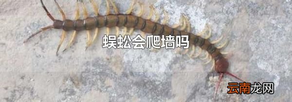 蜈蚣会爬墙吗
