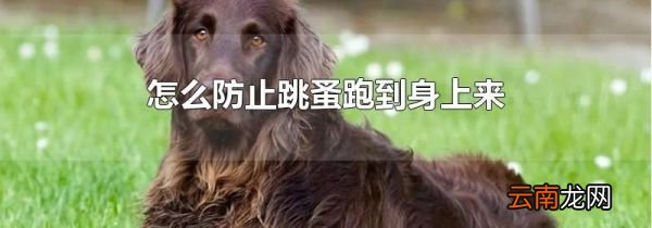 怎么防止跳蚤跑到身上来