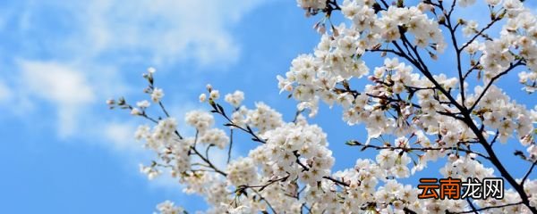 驿路梨花分段概括 驿路梨花的分段概括