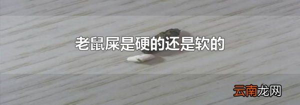 老鼠屎是硬的还是软的