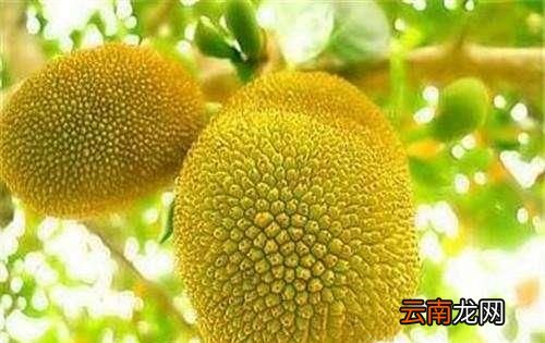 菠萝蜜怎么挑选怎么吃？