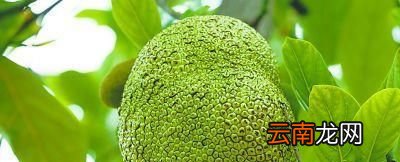 菠萝蜜怎么挑选怎么吃？
