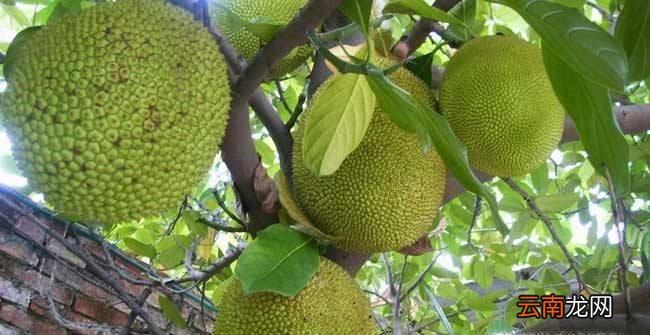 菠萝蜜怎么挑选怎么吃？