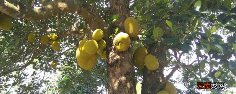 菠萝蜜太生了能吃吗