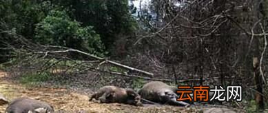 大象临死前真的会到大象墓地等待死亡吗？
