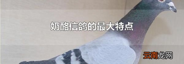 奶酪信鸽的最大特点