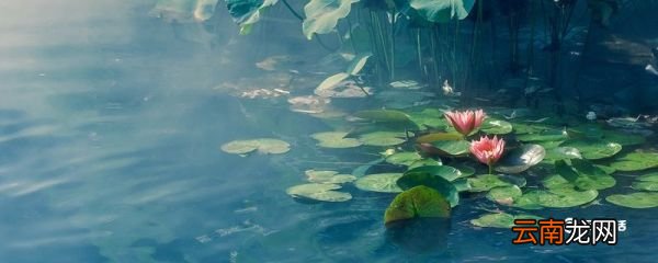 芙蕖落片自成舡吹泊高荷伞柄边的意思 芙蕖落片自成舡,吹泊高荷伞柄边的意思是什么