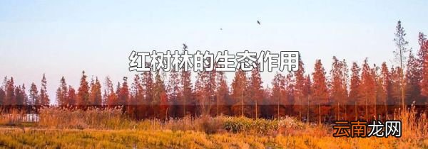 红树林的生态作用