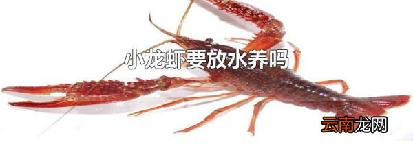 小龙虾要放水养吗