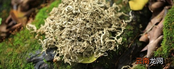 垂盆草的功效与作用 垂盆草有什么用处
