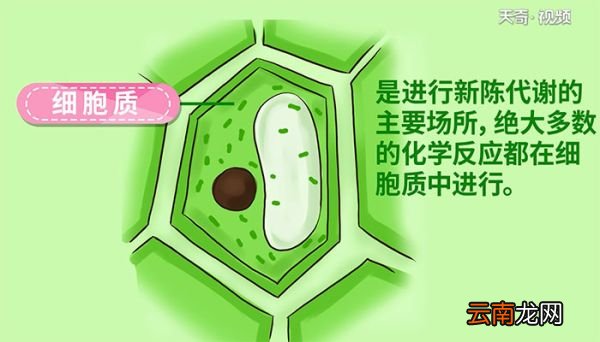 植物细胞的基本结构包括哪些 植物细胞的基本结构有哪些