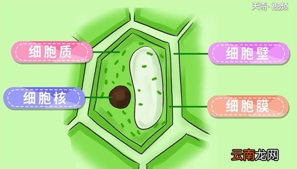 植物细胞的基本结构包括哪些 植物细胞的基本结构有哪些