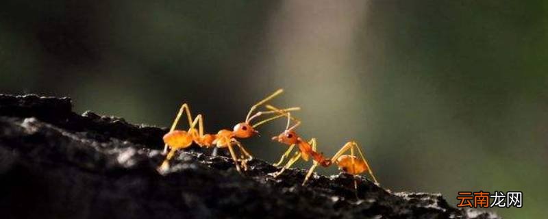 蚂蚁搬家的过程