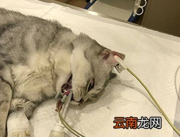 传说中一闻即晕的迷魂药真的存在吗？