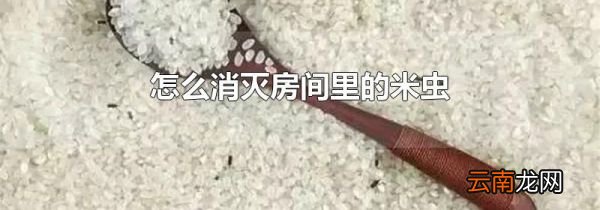 怎么消灭房间里的米虫