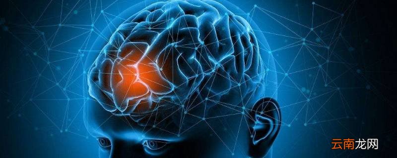 人体的控制中心是什么