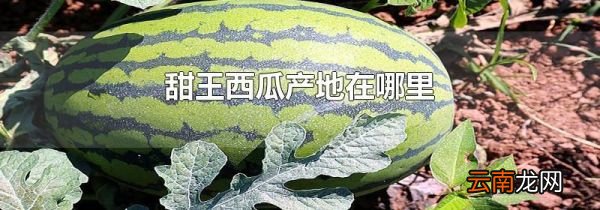 甜王西瓜产地在哪里