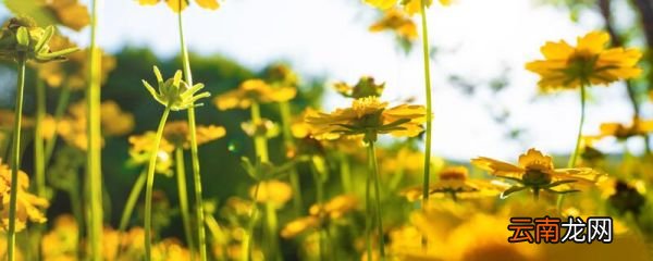 不是春光胜似春光下一句 不是春光胜似春光什么意思