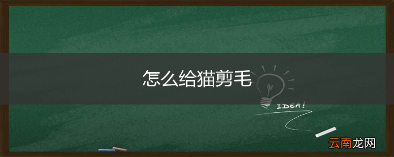怎么给猫剪毛