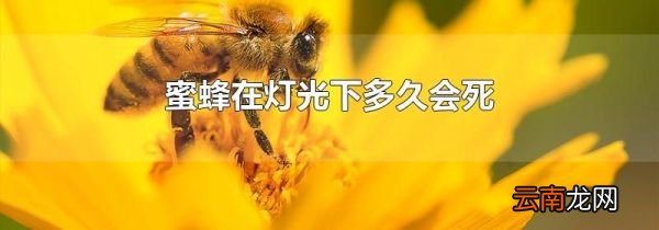 蜜蜂在灯光下多久会死