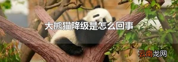 大熊猫降级是怎么回事
