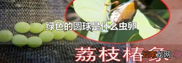 绿色的圆球是什么虫卵