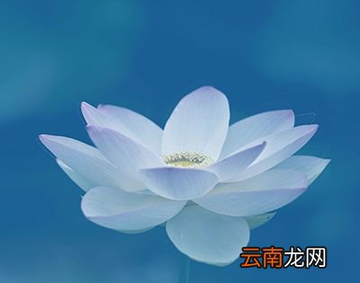 荷花什么时候开?