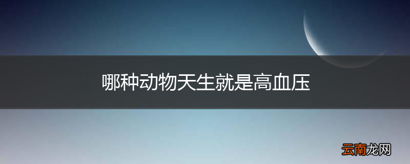 哪种动物天生就是高血压