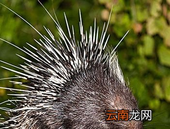 豪猪是猪吗？