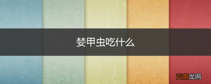 婪甲虫吃什么