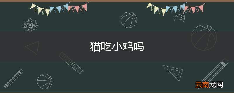 猫吃小鸡吗
