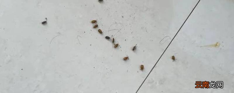冬天家里有小飞虫怎么回事